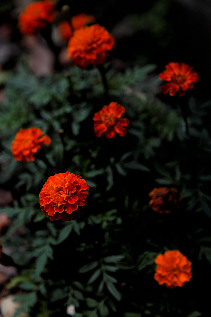 معرفی و راهنمای پرورش گیاهان زینتی - گل جعفری